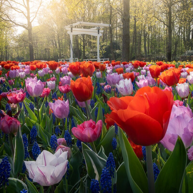 Фотография: Как выглядит самый красивый парк тюльпанов Кёкенхоф без единого посетителя №5 - BigPicture.ru