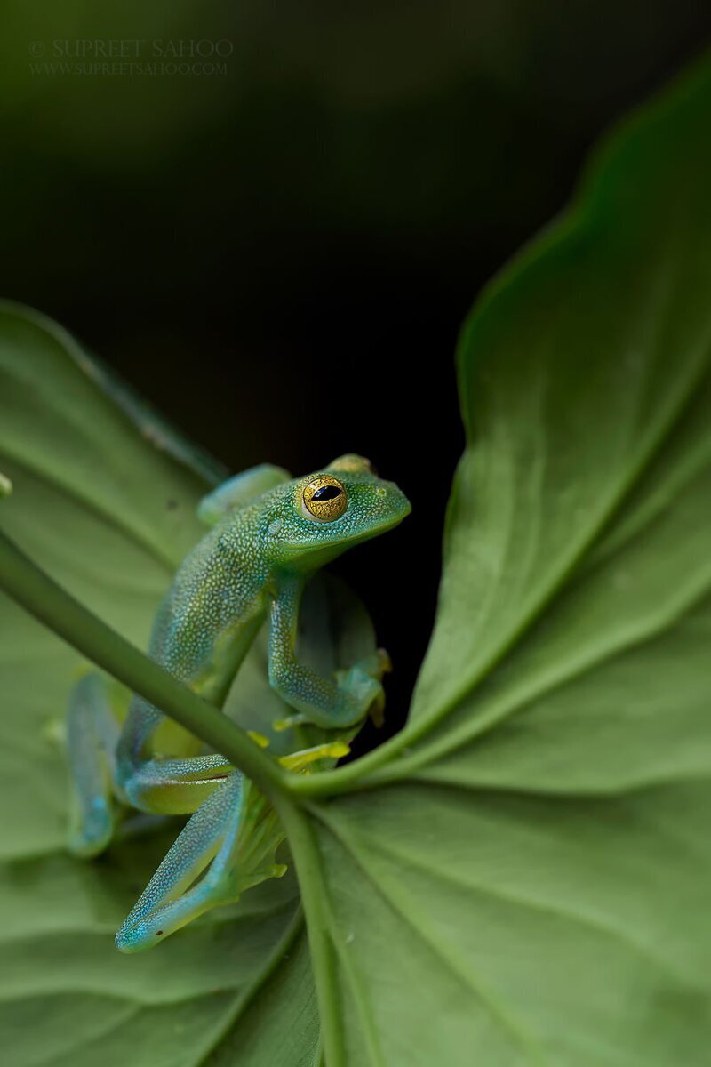 Фотография: Удивительные обитатели тропических лесов Коста-Рики в объективе Суприта Саху №25 - BigPicture.ru