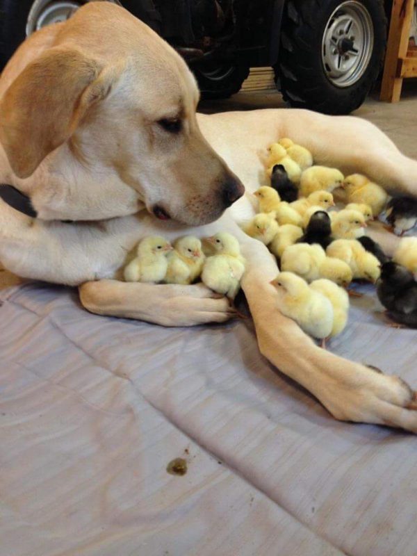 Фотография: 25 собак, которые сделают ваш день счастливее №4 - BigPicture.ru