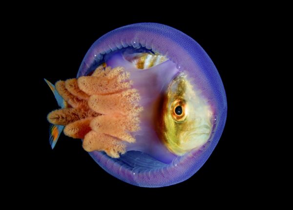 Номинанты фестиваля дикой природы «Золотая черепаха»