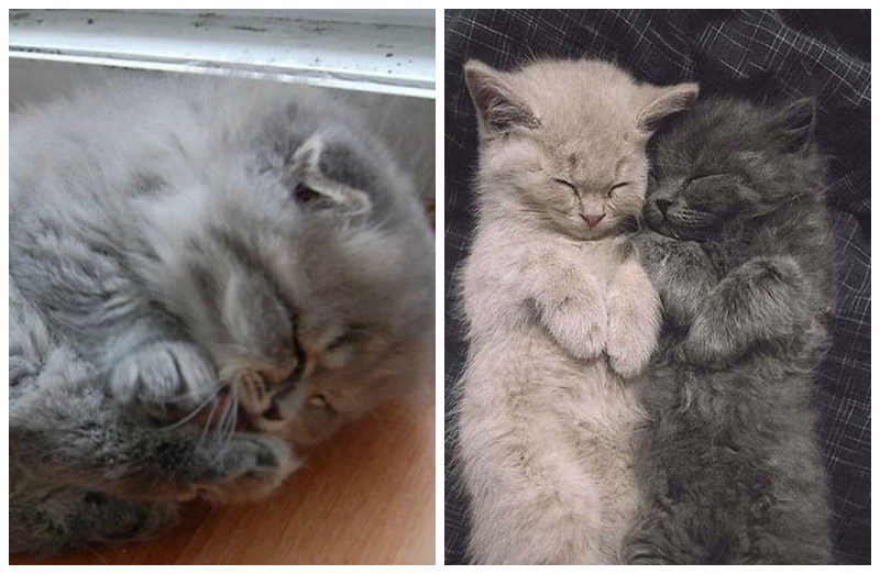 Фотография: 20 ну очень пушистых котиков, в которых невозможно не влюбиться №1 - BigPicture.ru