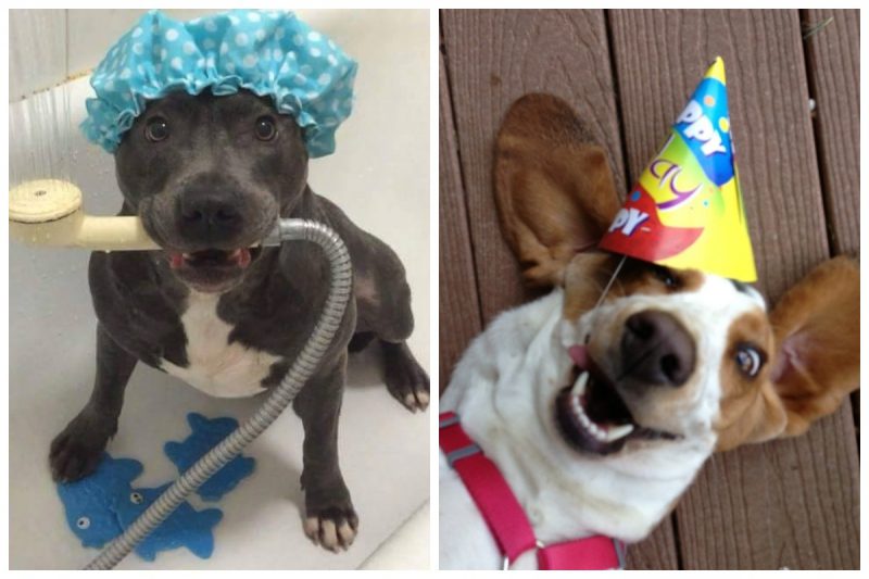 Фотография: 25 собак, которые сделают ваш день счастливее №1 - BigPicture.ru
