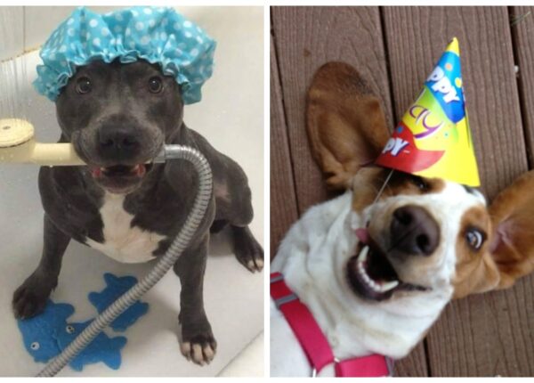 25 собак, которые сделают ваш день счастливее