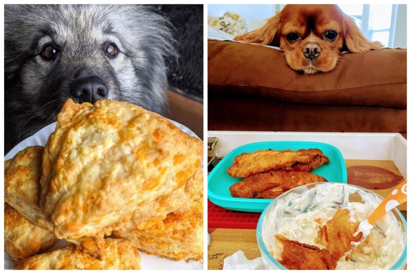 Фотография: 20 животных, которым просто невозможно отказать в еде №1 - BigPicture.ru