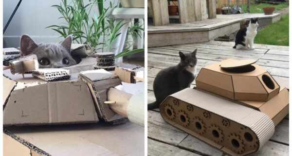 25 забавных фото котов в картонных танках, которые захватили соцсети
