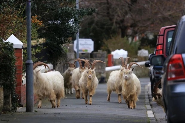 Фотография: Карантин — для людей, прогулки — для зверей: улицы британских городов заполонили олени и козы №4 - BigPicture.ru