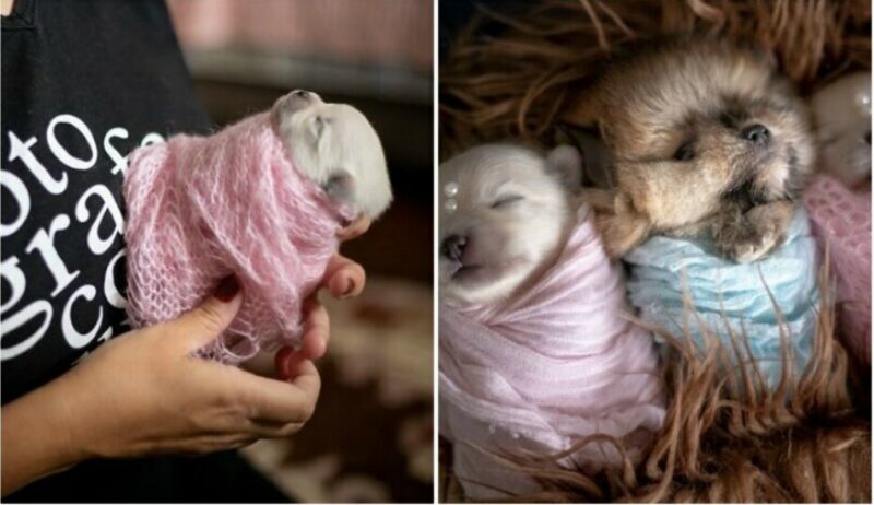 Фотография: Мимишность зашкаливает: чудесная фотосессия новорожденных щенков №1 - BigPicture.ru