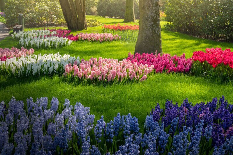 Фотография: Как выглядит самый красивый парк тюльпанов Кёкенхоф без единого посетителя №25 - BigPicture.ru