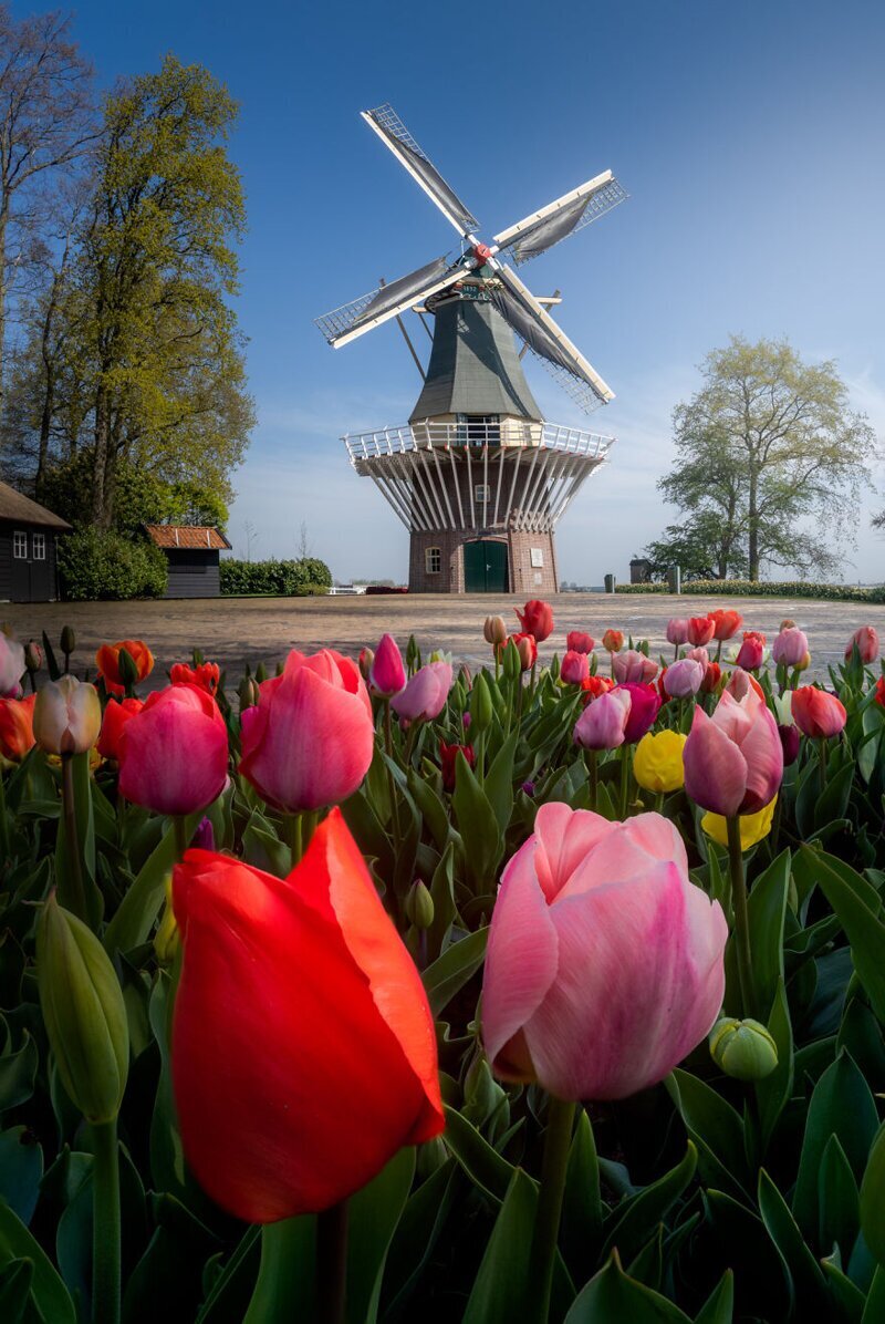 Фотография: Как выглядит самый красивый парк тюльпанов Кёкенхоф без единого посетителя №2 - BigPicture.ru