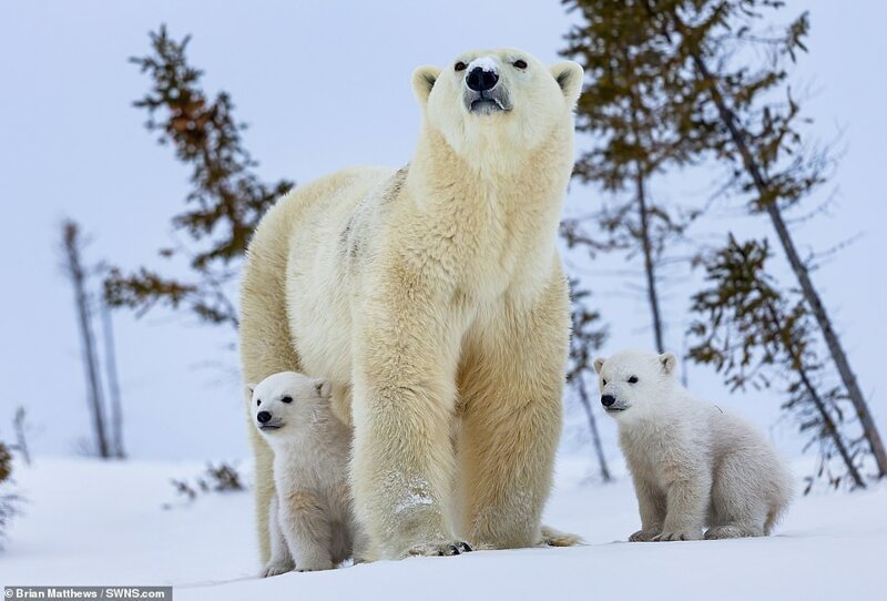Фотография: Привет, медведи! Фотографу посчастливилось сделать потрясающие снимки белой медведицы с медвежатами №9 - BigPicture.ru