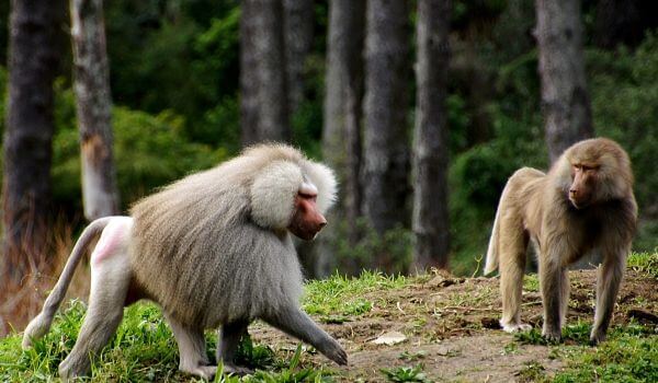 Фотография: Зачем бабуины крадут маленьких львят №2 - BigPicture.ru