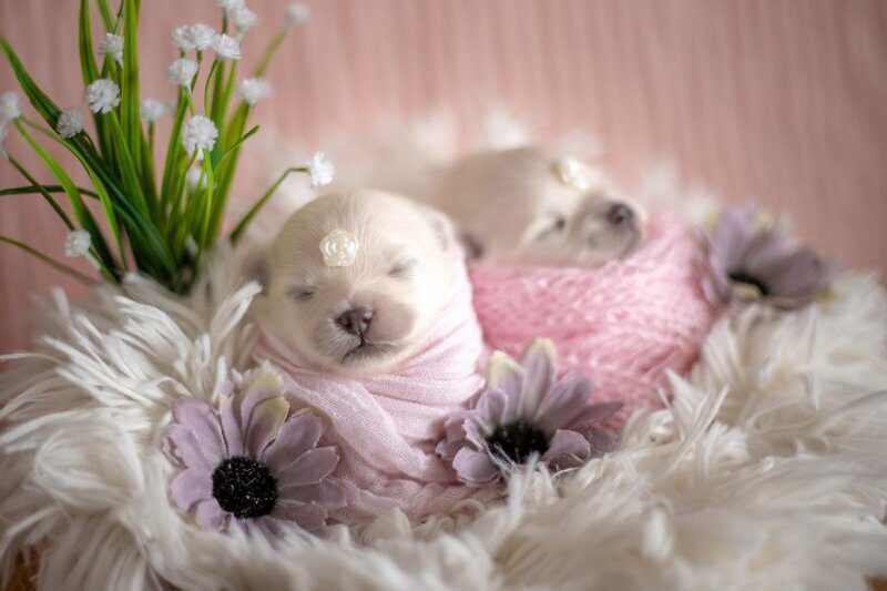 Фотография: Мимишность зашкаливает: чудесная фотосессия новорожденных щенков №11 - BigPicture.ru