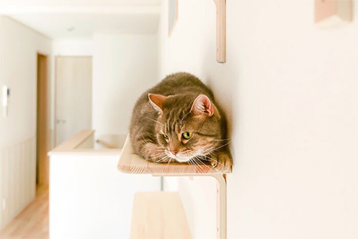 Фотография: Как устроен дом для одиноких кошатников в Японии №6 - BigPicture.ru