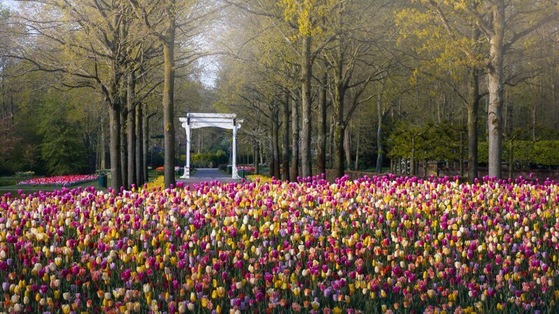 Фотография: Как выглядит самый красивый парк тюльпанов Кёкенхоф без единого посетителя №13 - BigPicture.ru