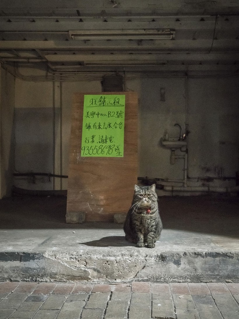 Bigpicture.ru жизнь котов в гонконгских магазинахcats photography marcel heijnen hong kong 11 5809cd672dd9f 880