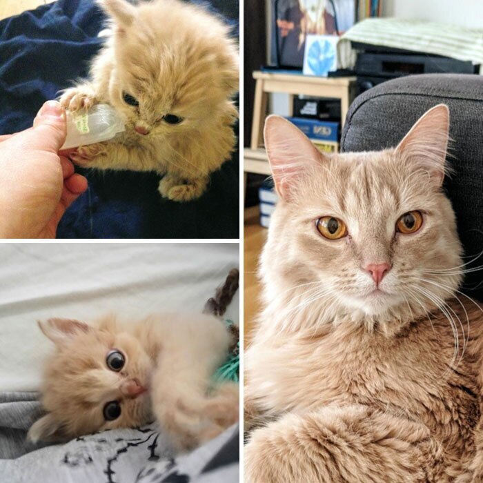 Фотография: 25 фотографий кошек до и после того, как их подобрали с улицы №17 - BigPicture.ru