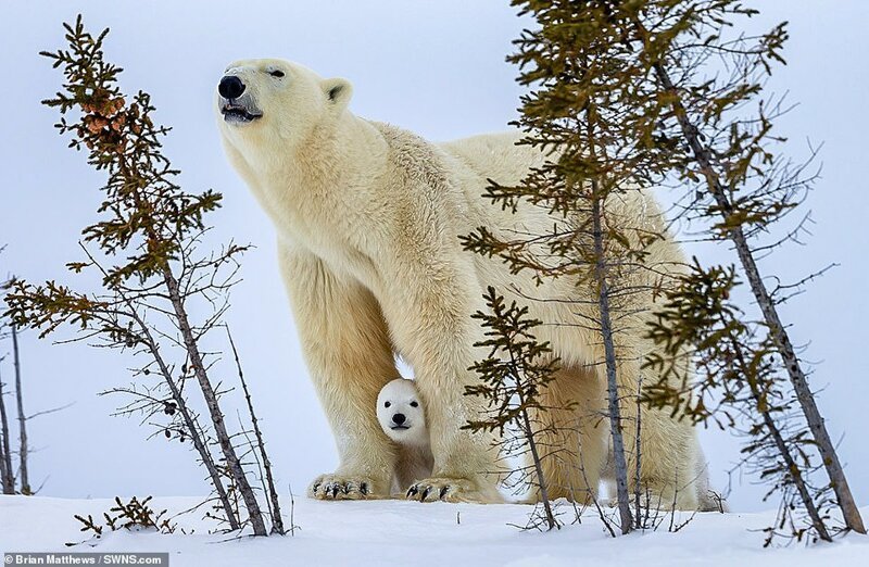 Фотография: Привет, медведи! Фотографу посчастливилось сделать потрясающие снимки белой медведицы с медвежатами №5 - BigPicture.ru