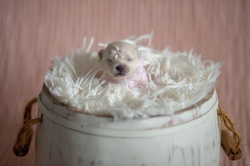 Фотография: Мимишность зашкаливает: чудесная фотосессия новорожденных щенков №13 - BigPicture.ru
