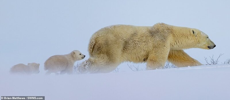 Фотография: Привет, медведи! Фотографу посчастливилось сделать потрясающие снимки белой медведицы с медвежатами №8 - BigPicture.ru