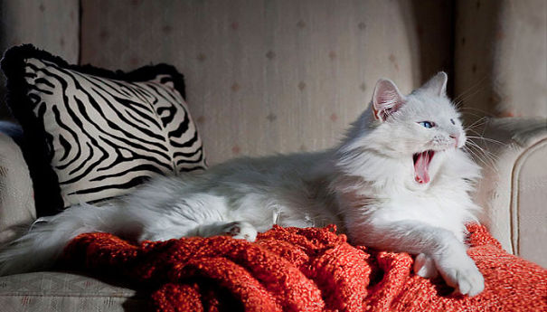 Фотография: 20 ну очень пушистых котиков, в которых невозможно не влюбиться №20 - BigPicture.ru
