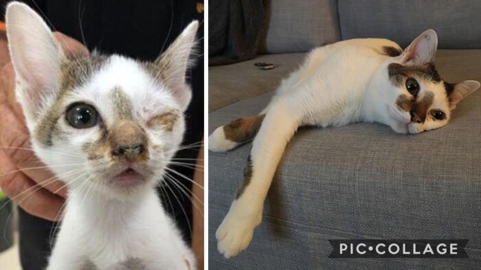 Фотография: 25 фотографий кошек до и после того, как их подобрали с улицы №21 - BigPicture.ru
