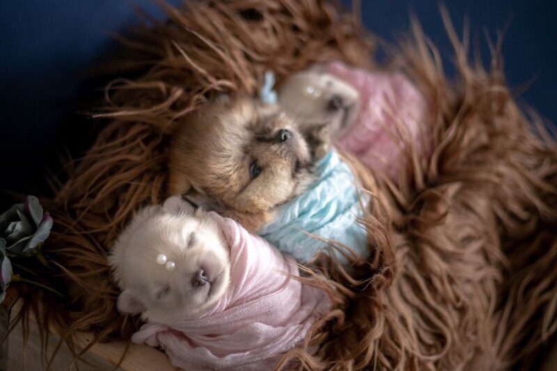 Фотография: Мимишность зашкаливает: чудесная фотосессия новорожденных щенков №19 - BigPicture.ru