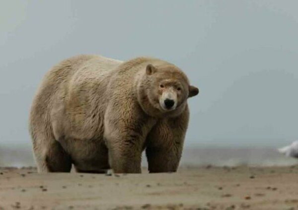 Алеуты раскормили полярного медведя по прозвищу «Толстяк Альберт»