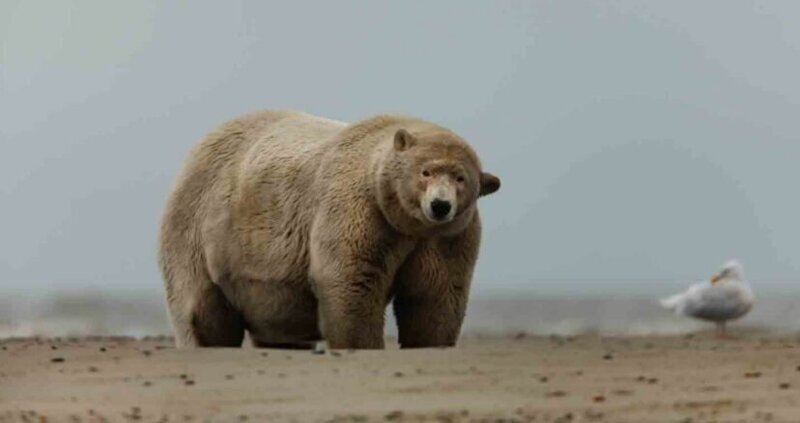 Фотография: Алеуты раскормили полярного медведя по прозвищу 