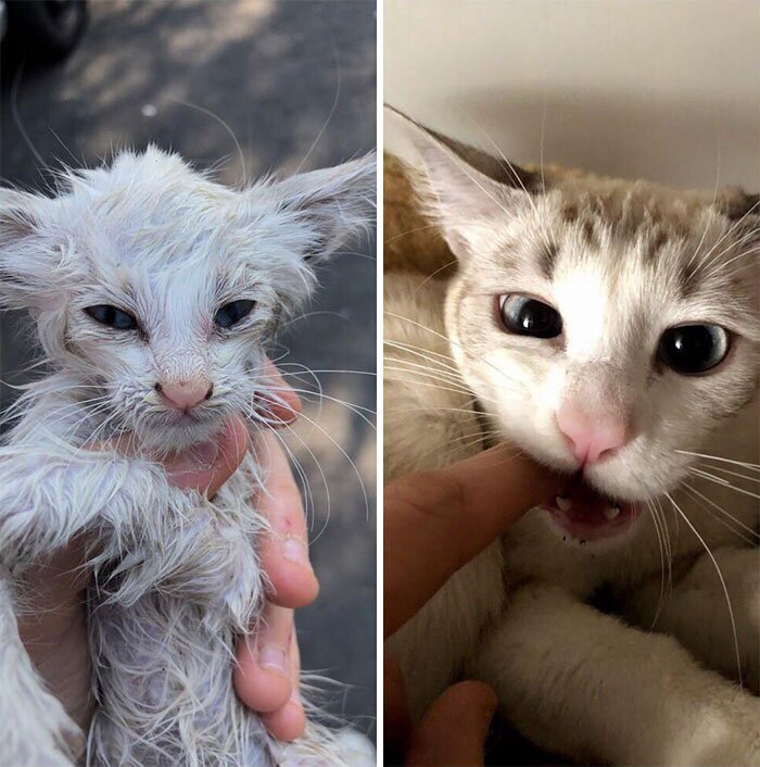 Фотография: 25 фотографий кошек до и после того, как их подобрали с улицы №7 - BigPicture.ru
