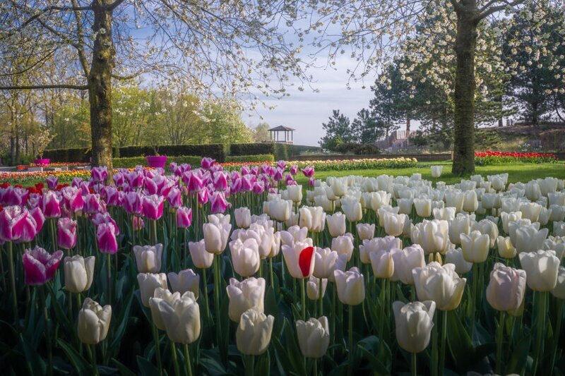 Фотография: Как выглядит самый красивый парк тюльпанов Кёкенхоф без единого посетителя №18 - BigPicture.ru