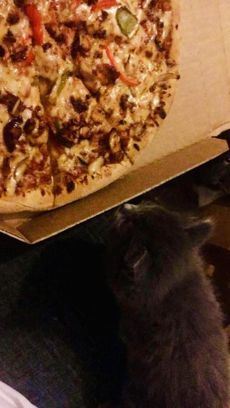 Фотография: Коты и пицца — идеальное сочетание, и вот 18 доказательств №19 - BigPicture.ru