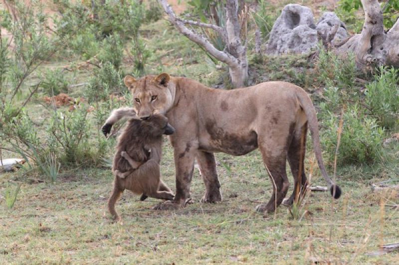 Фотография: Зачем бабуины крадут маленьких львят №4 - BigPicture.ru