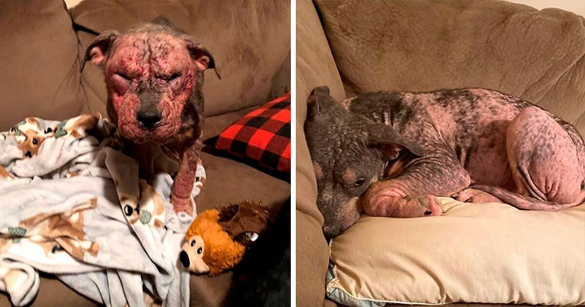 Фотография: Неравнодушные люди выходили больную собаку и вот ее невероятное преображение спустя несколько месяцев №1 - BigPicture.ru