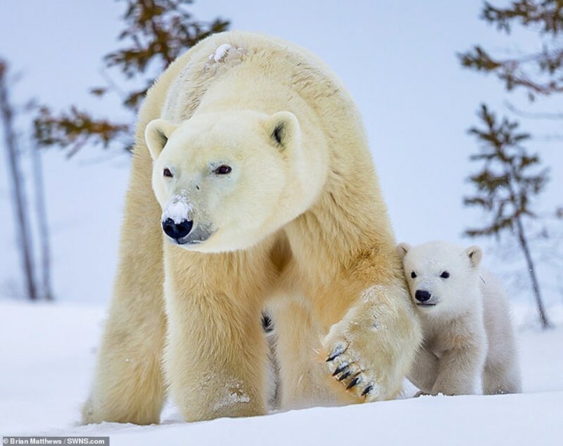 Фотография: Привет, медведи! Фотографу посчастливилось сделать потрясающие снимки белой медведицы с медвежатами №4 - BigPicture.ru