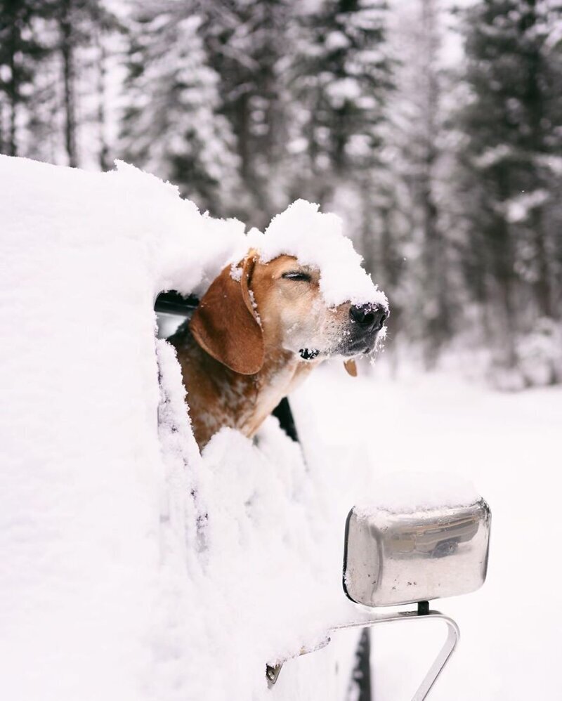 Фотография: Как путешествуют фотограф Терон Хамфри и его собака Мэдди №6 - BigPicture.ru