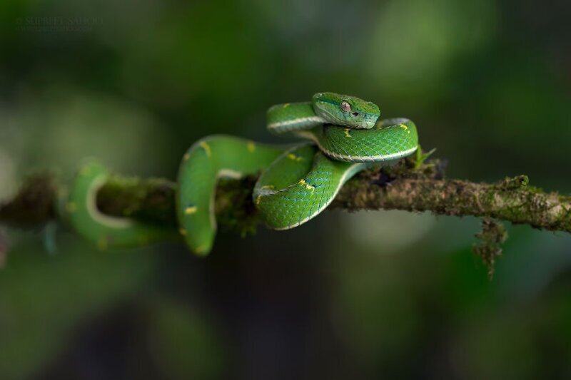 Фотография: Удивительные обитатели тропических лесов Коста-Рики в объективе Суприта Саху №30 - BigPicture.ru