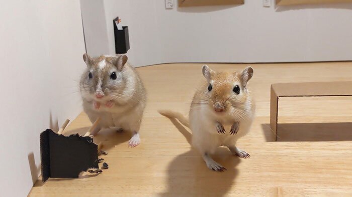 Фотография: Зачем в Лондоне открыли крошечную арт-галерею для мышей-песчанок №7 - BigPicture.ru