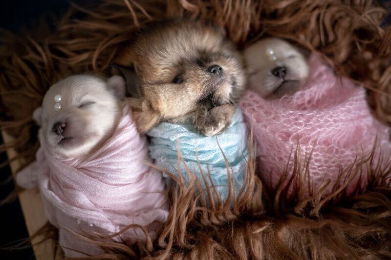 Фотография: Мимишность зашкаливает: чудесная фотосессия новорожденных щенков №3 - BigPicture.ru