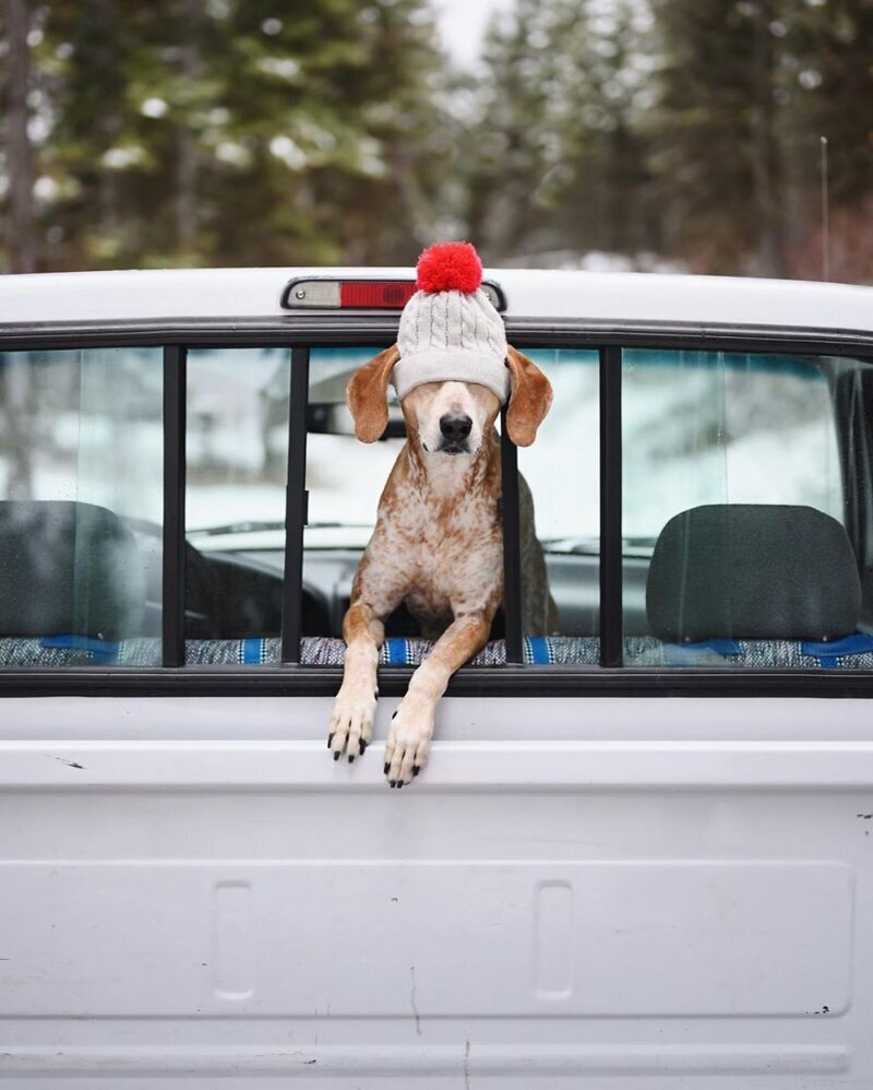 Фотография: Как путешествуют фотограф Терон Хамфри и его собака Мэдди №23 - BigPicture.ru