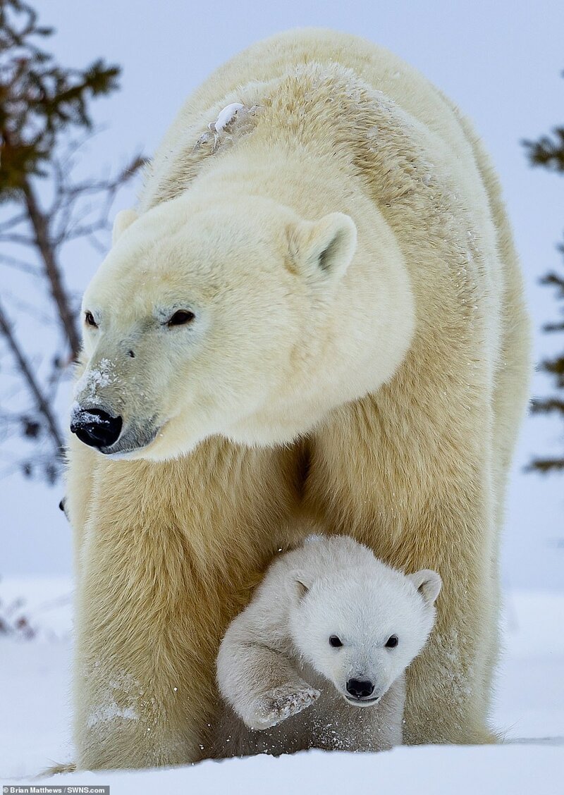 Фотография: Привет, медведи! Фотографу посчастливилось сделать потрясающие снимки белой медведицы с медвежатами №3 - BigPicture.ru