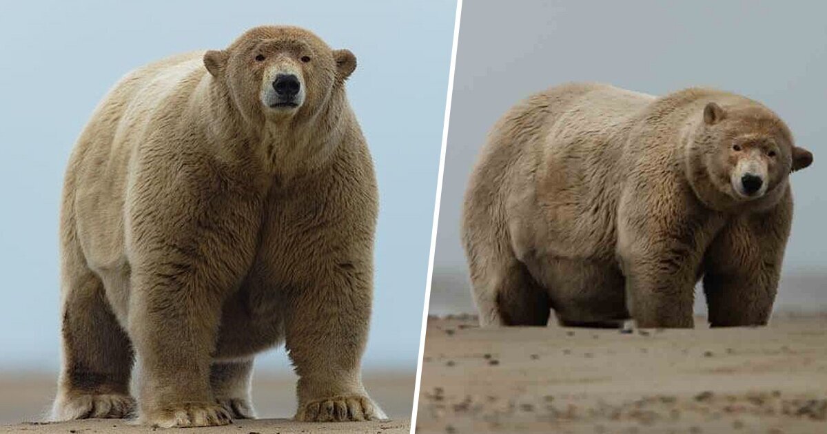 Фотография: Алеуты раскормили полярного медведя по прозвищу 