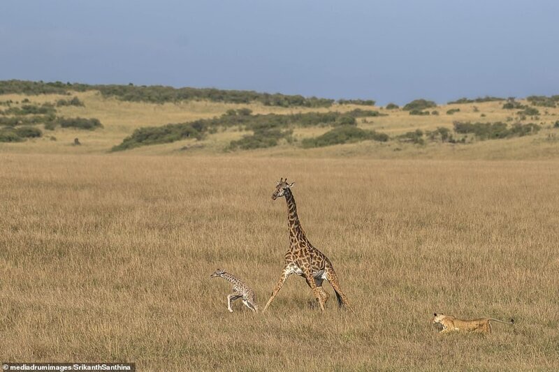 Фотография: Смертельная схватка: самка жирафа пытается спасти своего малыша от львицы №3 - BigPicture.ru