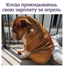 Фотография: Грустный из-за карантина бульдог по кличке Большой папочка стал новым сетевым мемом №5 - BigPicture.ru