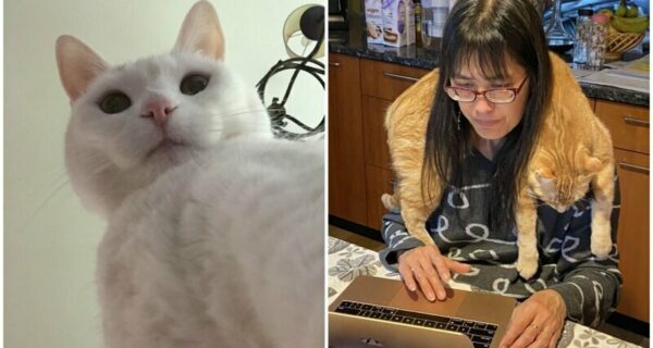 20 забавнейших котеек, которые не дают хозяевам скучать