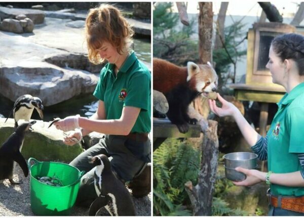 Четыре сотрудницы зоопарка в Англии пережидают карантин с животными