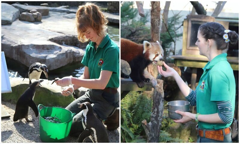 Фотография: Четыре сотрудницы зоопарка в Англии пережидают карантин с животными №1 - BigPicture.ru