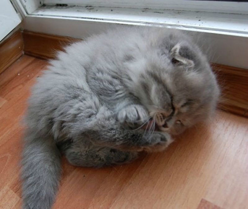 Фотография: 20 ну очень пушистых котиков, в которых невозможно не влюбиться №5 - BigPicture.ru