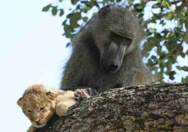 Зачем бабуины крадут маленьких львят
