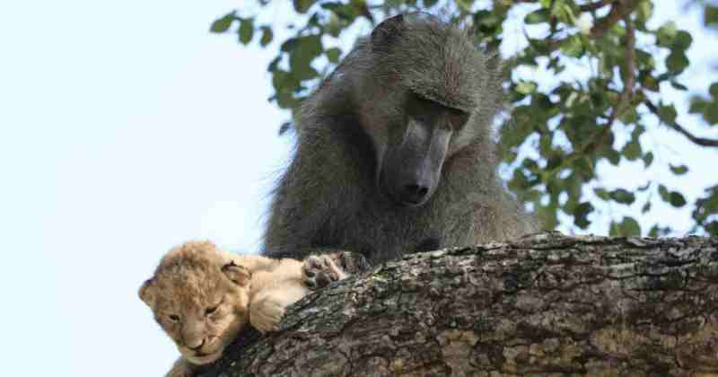 Фотография: Зачем бабуины крадут маленьких львят №1 - BigPicture.ru