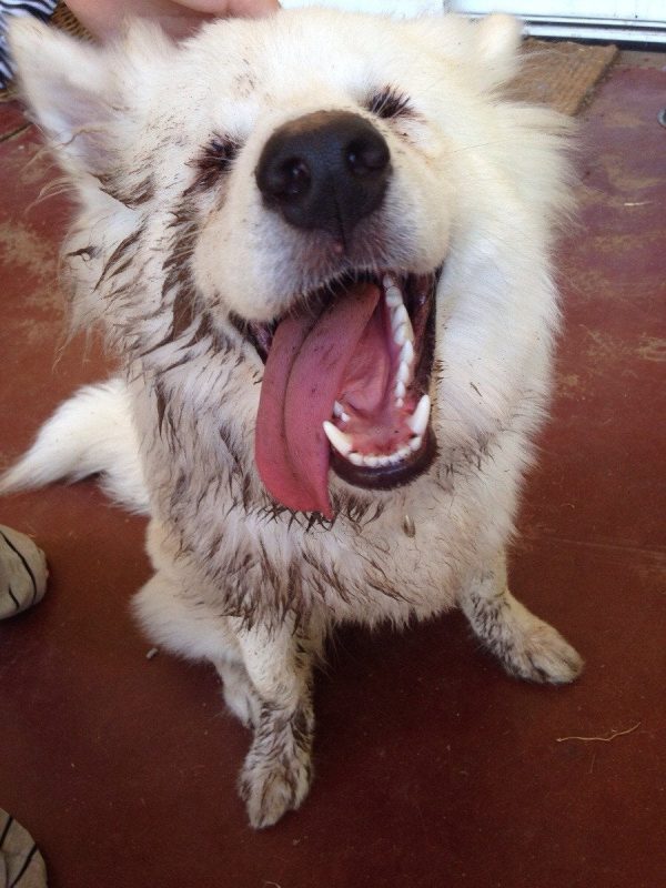 Фотография: 25 собак, которые сделают ваш день счастливее №3 - BigPicture.ru